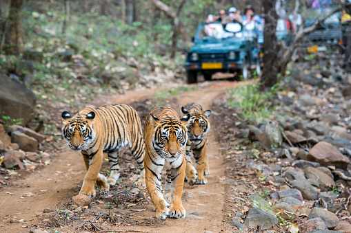 A tigeress with her two juvenile cubs (Bengal tigers, also called "Royal Tiger", Panthera tigris tigris) walking on a road in the green jungle. In the background a car with tourists and photographers is visible. The Bengal Tiger is critical endangered, the total population was estimated in 2011 at fewer than 2,500 individuals with a decreasing trend.